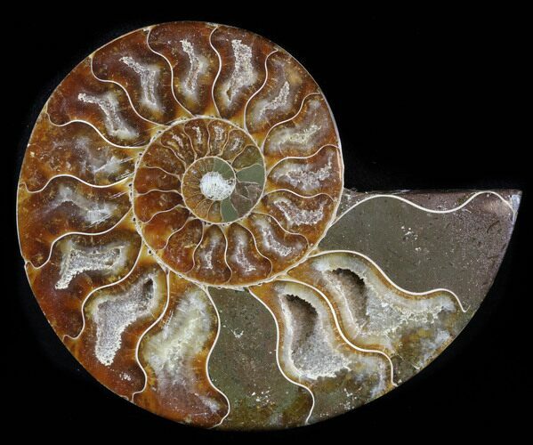 Agatized Ammonite Fossil (Half) #38783